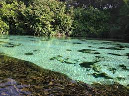 weeki%20wachee%20springs.jpeg